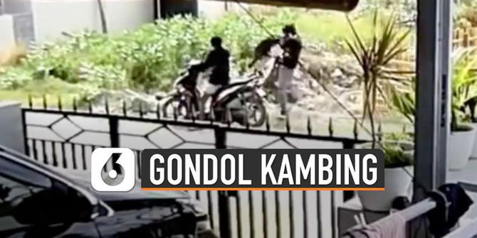 VIDEO: Viral Pria Gondol Dua Kambing Pakai Motor