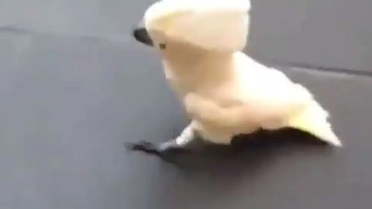 [Bintang] Tebak, Ini Burung atau Anjing?