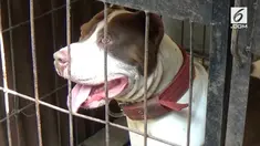 Kepolisian belum menetapkan tersangka atas peristiwa tewasnya Sasa akibat digigit anjing pitbull di rumahnya, Jalan Candi Penataran 10 Kota Malang, Jawa Timur.