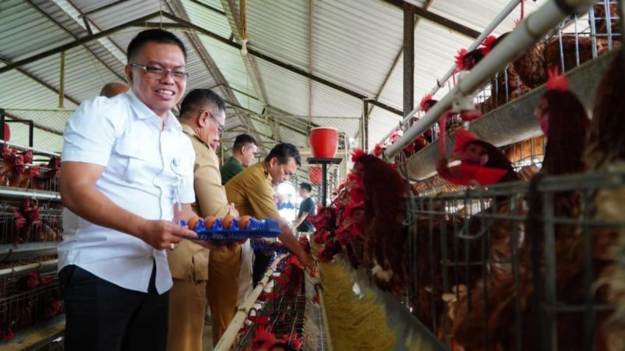 Bapanas Jaga Stabilitas Harga Ayam Hidup Pasca Lebaran, Gandeng Pelaku Usaha Bibit dan Pakan