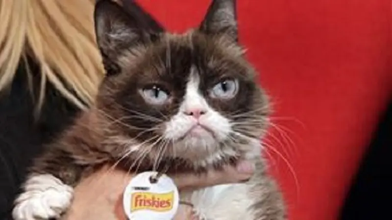 Si Kucing Pemarah alias The Grumpy Cat (AP via NBC)