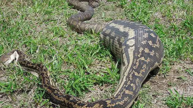 6 Potret Ular Bernasib Tragis Karena Rakus, Ada yang Mati Usai Makan Landak