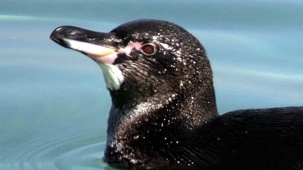 10. Penguin Galapagos