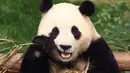 Panda raksasa Fu Bao memakan bambu di taman hiburan Everland di Yongin pada tanggal 3 Maret 2024. (Chung Sung-Jun/POOL/AFP)