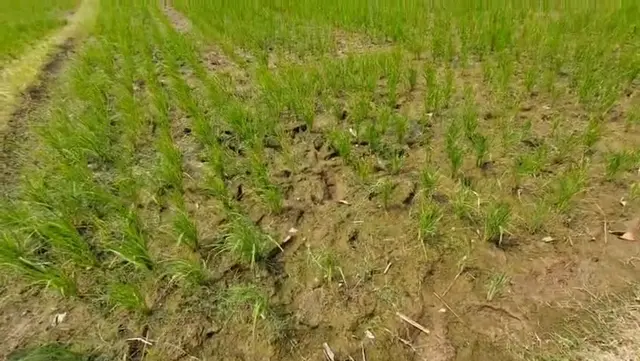 Sawah padi di Pesawaran Lampung