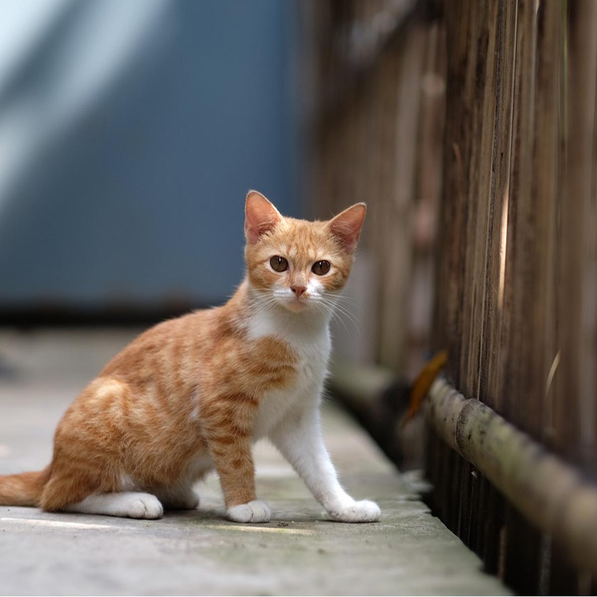 Mitos Dicakar Kucing yang Sering Dipercaya, Pertanda Musibah