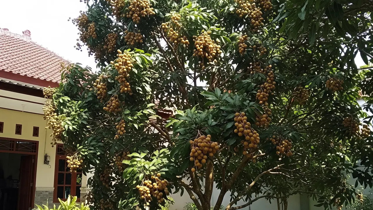 Pohon Kelengkeng yang Berbuah Lebat di Halaman Rumah (Gemini AI)