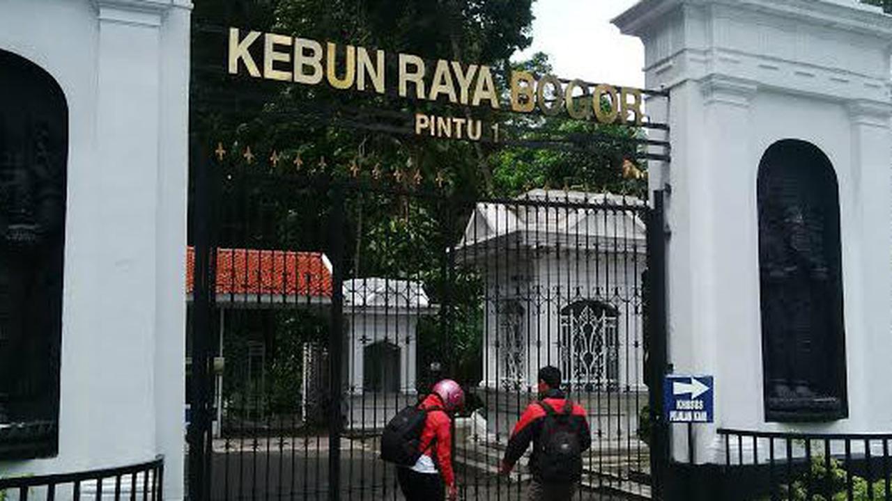Jejak Sejarah Kelapa Sawit, Dari Kebun Raya Bogor hingga menjadi Industri Raksasa Asia Tenggara