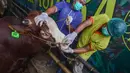 Dokter hewan memeriksa kesehatan hewan kurban di CV Puput Bersaudara di kawasan Rangkapan Jaya, Depok, Jawa Barat, Selasa (19/5/2026). (merdeka.com/Arie Basuki)
