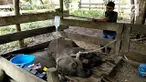 Seekor bayi gajah betina berumur satu tahun ditemukan warga desa Pucok, Pidie, Aceh. Dalam kondisi terluka parah pada bagian kakinya.