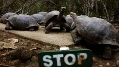 Sekelompok kura-kura raksasa yang masih hidup di pulau Floreana, Taman Nasional Galapagos di Ekuador, 8 Oktober 2016. Pulau di Ekuador ini dihuni hewan unik dan langka, salah satunya kura-kura raksasa. (Reuters/Nacho Doce)