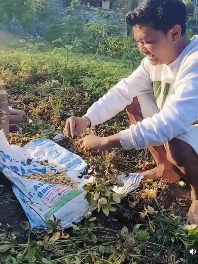 Denny Caknan Panen Palawija