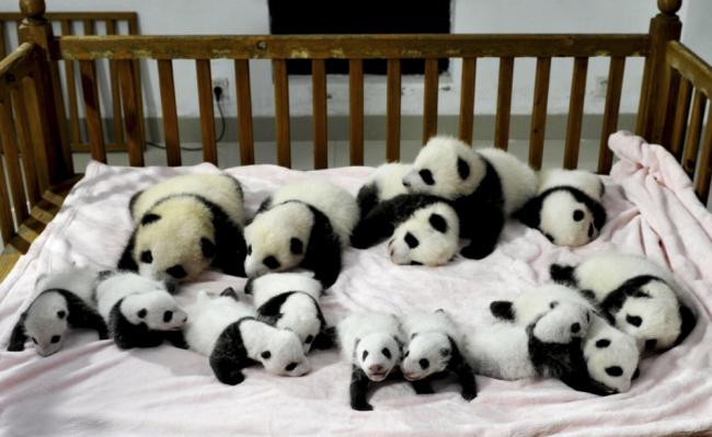 Panda-panda lucu ini butuh pengasuh | Foto: copyright metro.co.uk