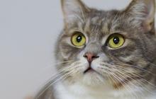 Obat Kucing Sakit Mata Berair dan Belekan, Ketahui Cara Menangani dan Merawatnya