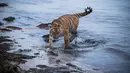 Harimau bernama Elsa saat bermain di kawasan Pantai Barendorf, Luebeck, Jerman (9/1). Elsa kini tumbuh dengan cepat dan nalurinya sebagai binatang buas mulai muncul. (AFP PHOTO/dpa/Jens Büttner/Jerman OUT)