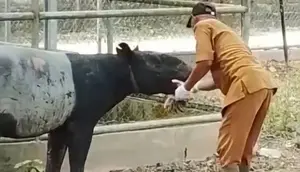 Detik-Detik Evakuasi Tapir Betina Terjebak di Parit Kebun Sawit