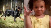 Gadis 4 Tahun Digigit Anjing yang Baru Dibeli Ibunya Hingga Tewas