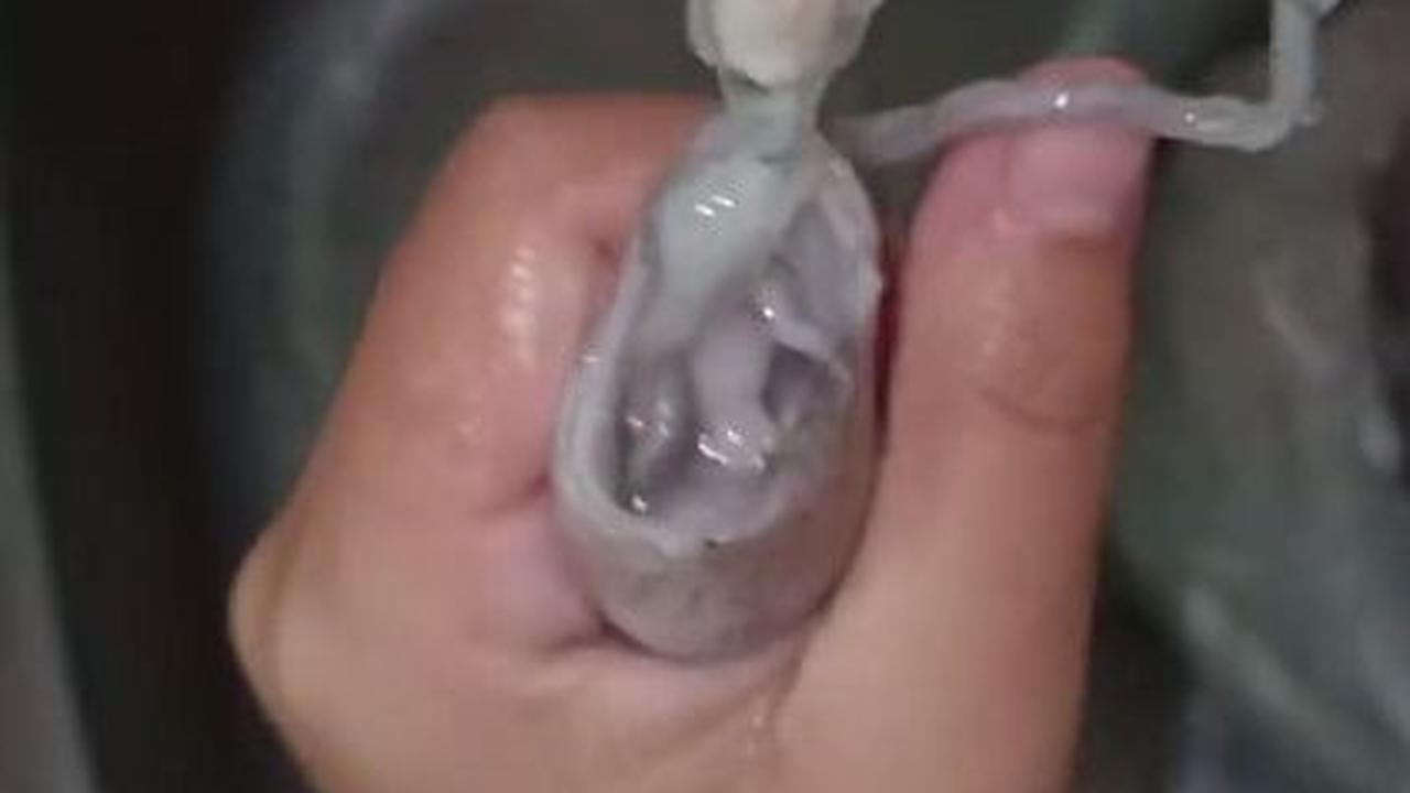Pisahkan Kepala dan Badan Cumi