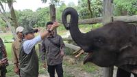 Menhut Dorong Restorasi Tesso Nilo Dipercepat, Fokus Pulihkan Habitat Gajah Sumatera