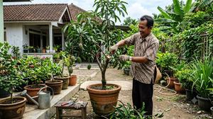 Cara Memangkas Tabulampot agar Panen Lebih Banyak dan Hasil Maksimal