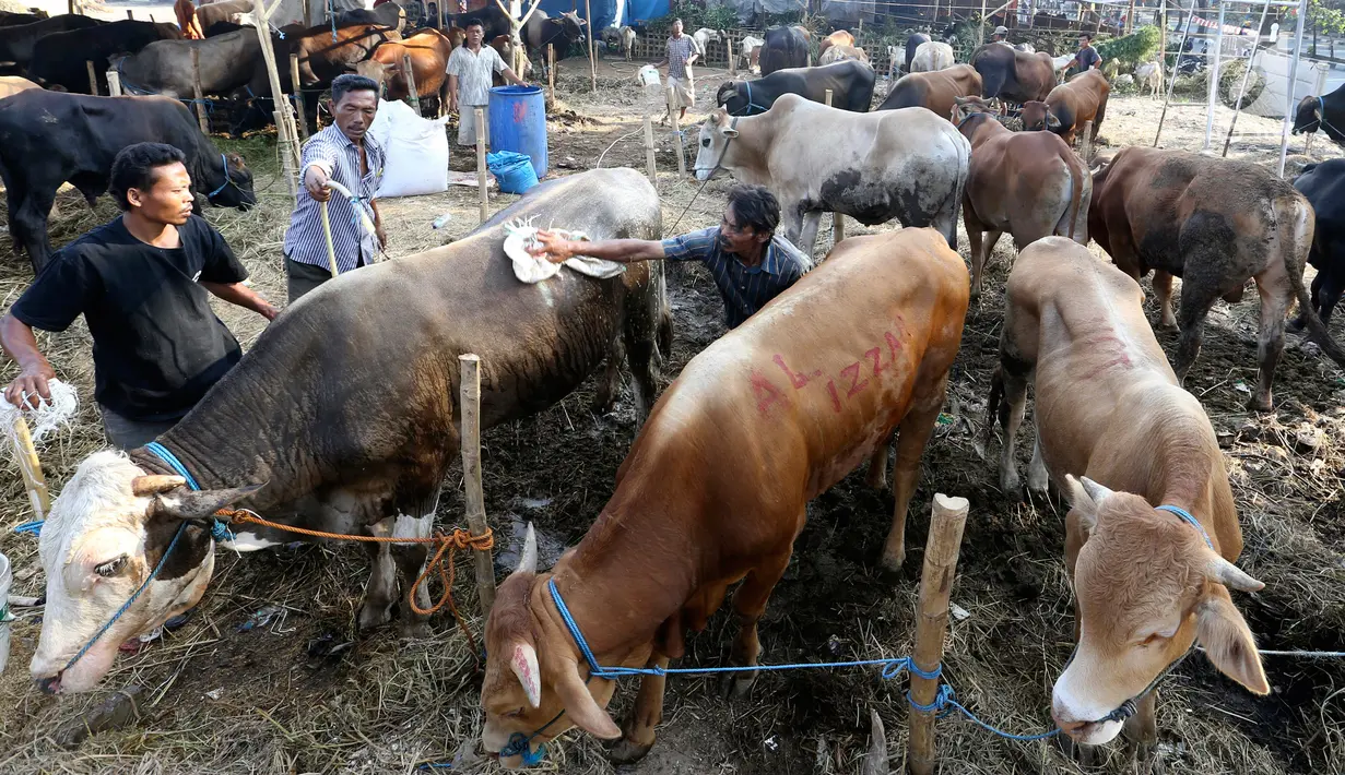 Pedagang memandikan sapi di pasar menjelang Hari Raya Idul Adha 1438 H di Jakarta, Indonesia, (30/8). Umat Muslim dari seluruh dunia sedang mempersiapkan menyambut Idul Adha 1438 H. (AP Photo / Achmad Ibrahim)