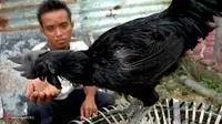 Di Indonesia Ayam Cemani Tak Dimakan, Tapi buat Sesajen