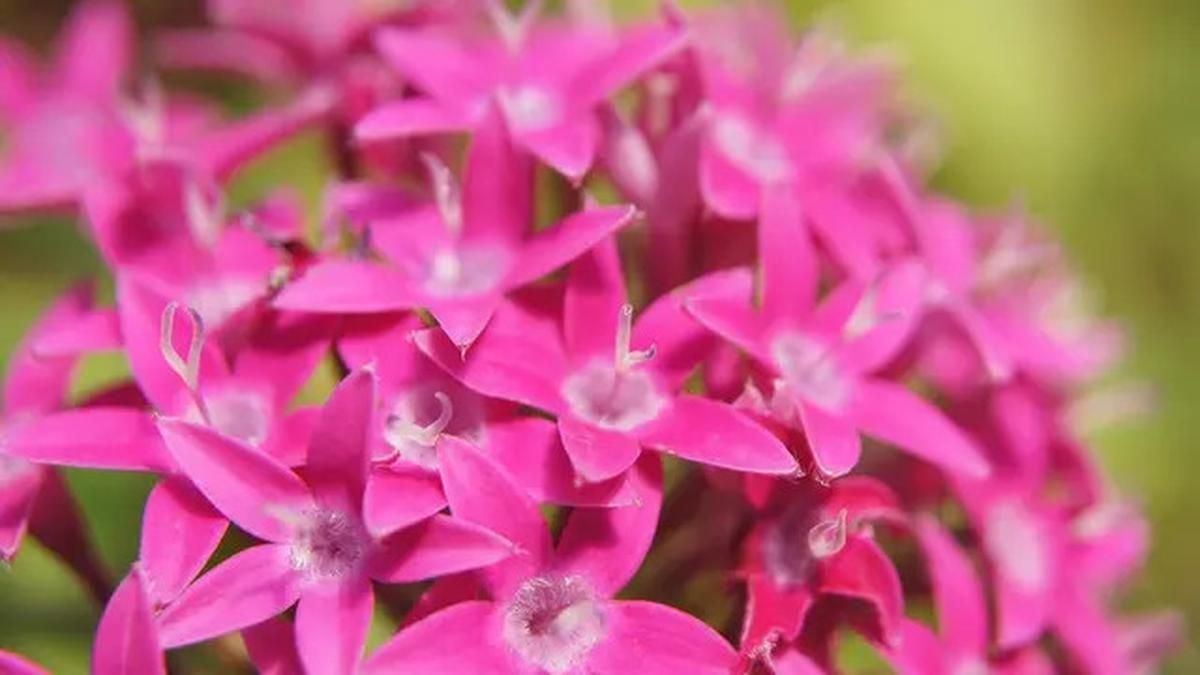 10 Jenis Tanaman Pot yang Tetap Terlihat Segar Meski Kena Panas Terik