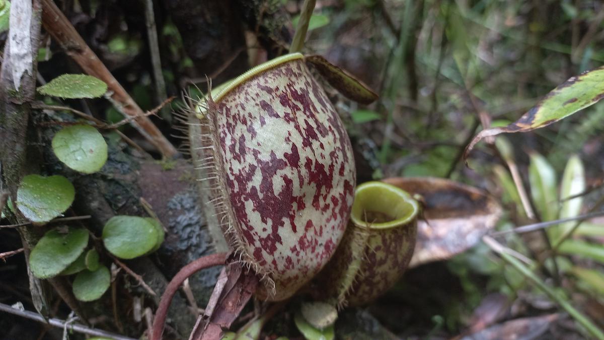 Ancaman Senyap Kepunahan Tumbuhan Karnivora