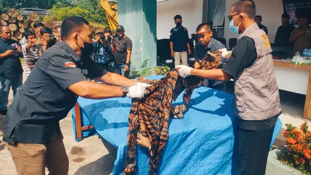 Harimau sumatra yang sudah menjadi kulit karena dibantai pemburu di Kabupaten Indragiri Hilir.
