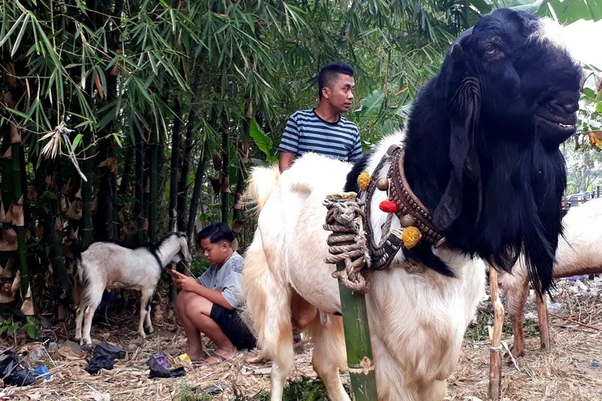 Kambing kurban super, jenis peranakan etawa di Pasar Karangpucung, Cilacap, Jawa Tengah. (Foto: Liputan6.com/Muhamad Ridlo)