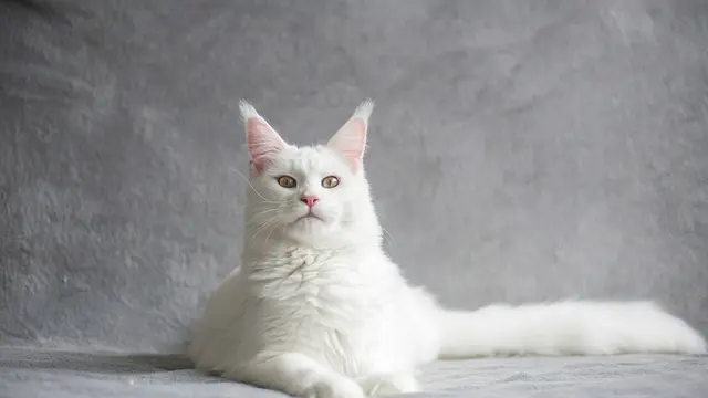 Maine Coon