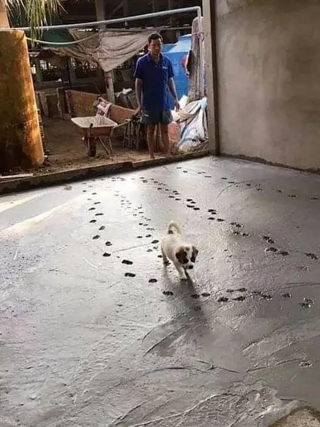 6 Potret Anjing Jalan di Cor Masih Basah Ini Bikin Geregetan