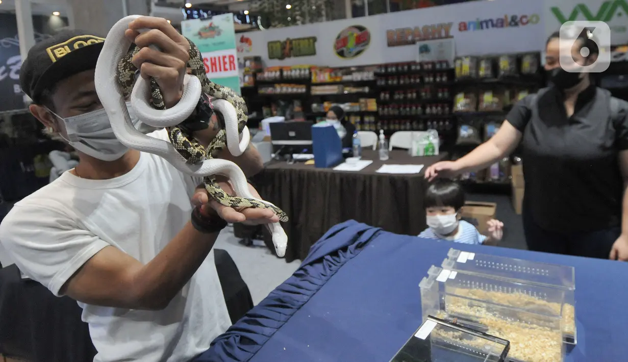 Penggiat hewan eksotis menunjukkan ular impor asal Amerika Selatan dalam acara Exotic Pet Garden di Mall Alam Sutera, Tangerang Selatan, Selasa (16/11/2021). Beragam jenis binatang peliharaan dijual dengan harga antara Rp 100 ribu hingga ratusan juta rupiah. (merdeka.com/Arie Basuki)
