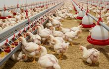 Jangan Salah Pilih, Ini Bedanya Gizi Ayam Kampung dan Broiler