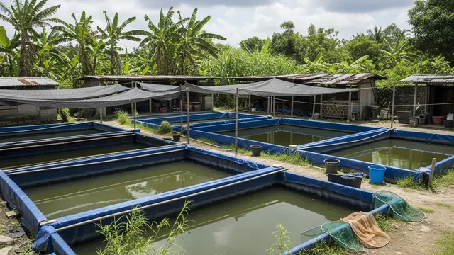 Ternak Ikan Gabus di Kolam Terpal Tanpa Aerator