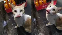 Kucing korban sengatan lebah (Sumber: Facebook/Siakap Keli Press)