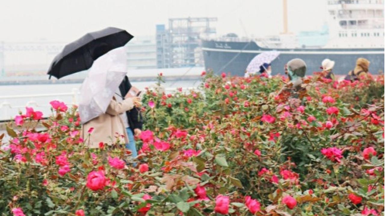 10 Daya Tarik Wisata Yamashita Park, Taman Cantik yang Menghadap Pelabuhan Yokohama