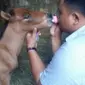 Para groomer memberikan susu formula pada Moana Junior. (KRJogja.com/Abra Arimagupita)
