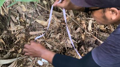 Sarang King Kobra Berisi Puluhan Telur Ditemukan di Kebun Warga