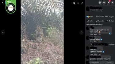 Gambar Tangkapan Layar Foto yang Diklaim Harimau Berkeliaran di Perawang, Kabupaten Siak, Riau (sumber: Facebook).