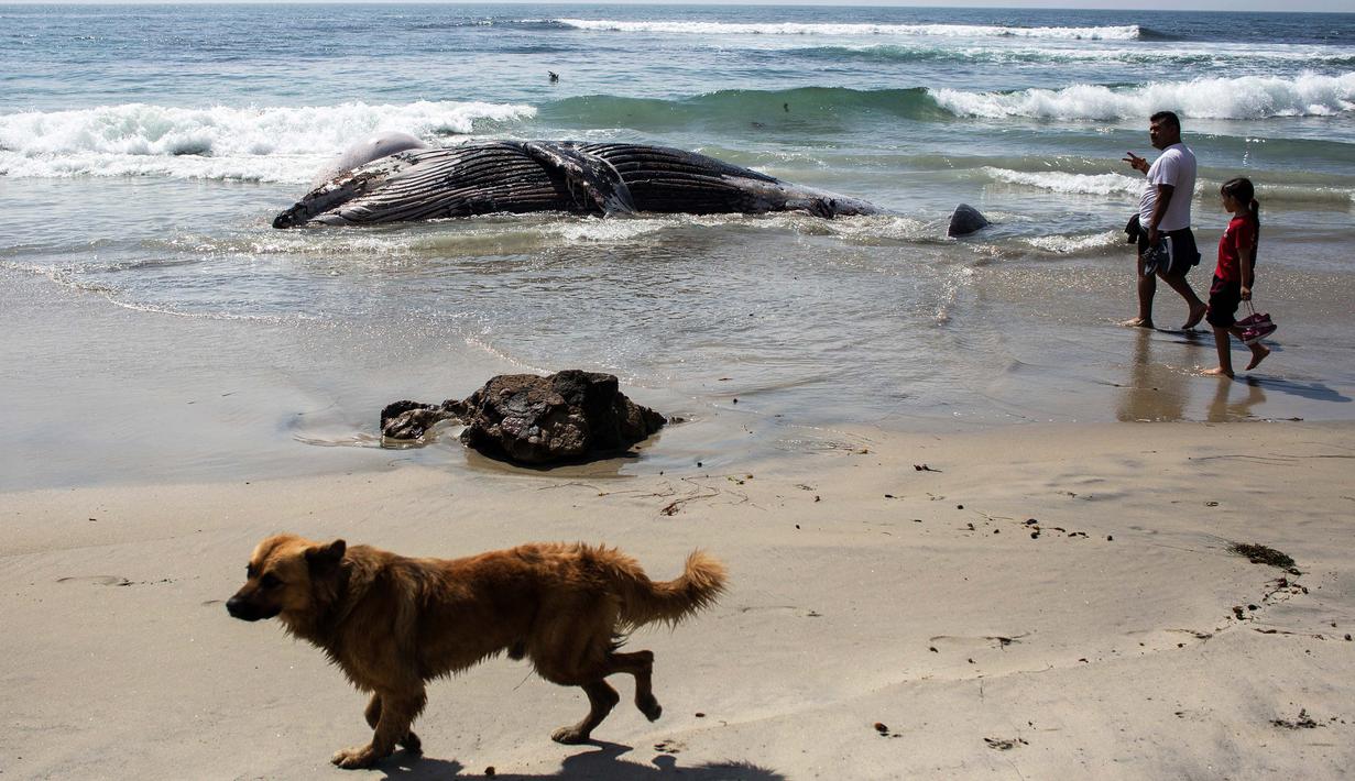 Bangkai paus kelabu dengan kondisi perut tersobek terdampar di Pantai Maria Martha, Baja California, Meksiko (12/9). (AFP Photo/Guillermo Arias)
