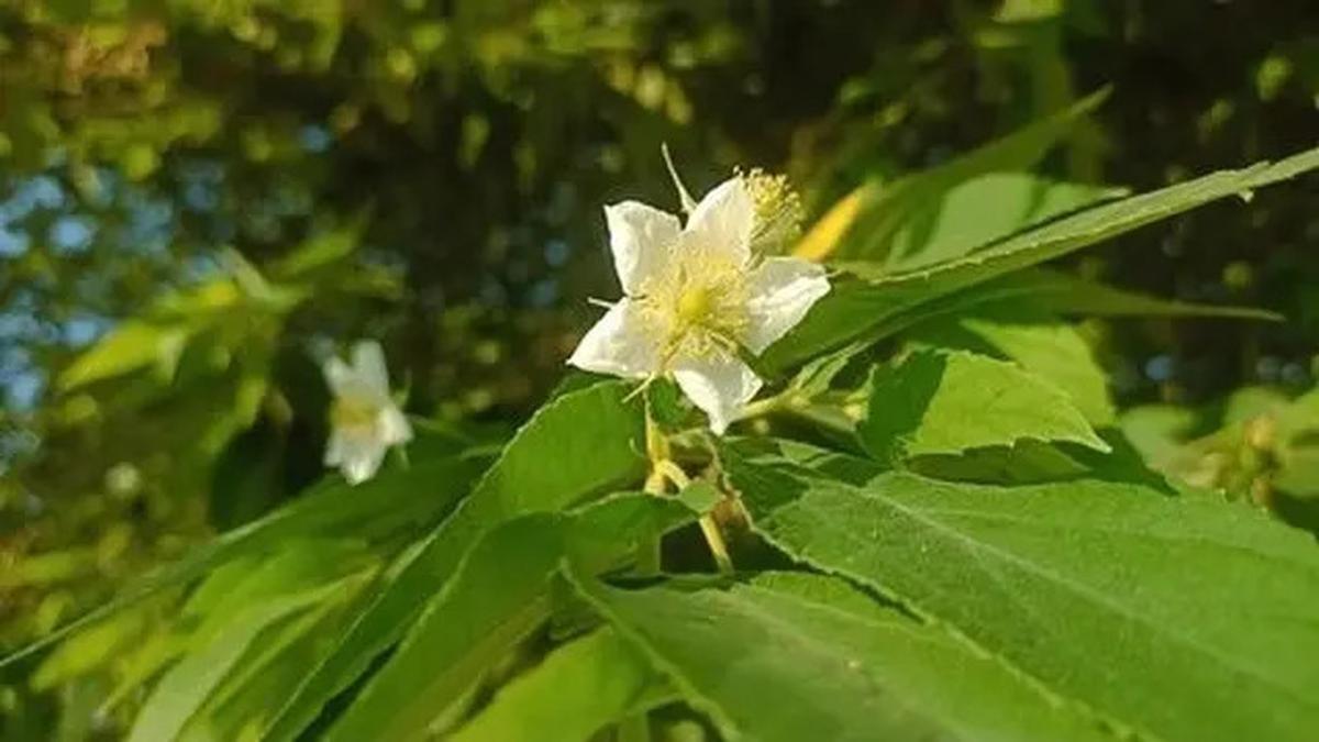 Manfaat Rebusan Daun Kersen Bahan Alami untuk Kolesterol dan Darah Tinggi