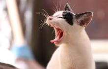 Bahaya Kucing bagi Wanita, Bisa Jadi Banyak Sumber Penyakit