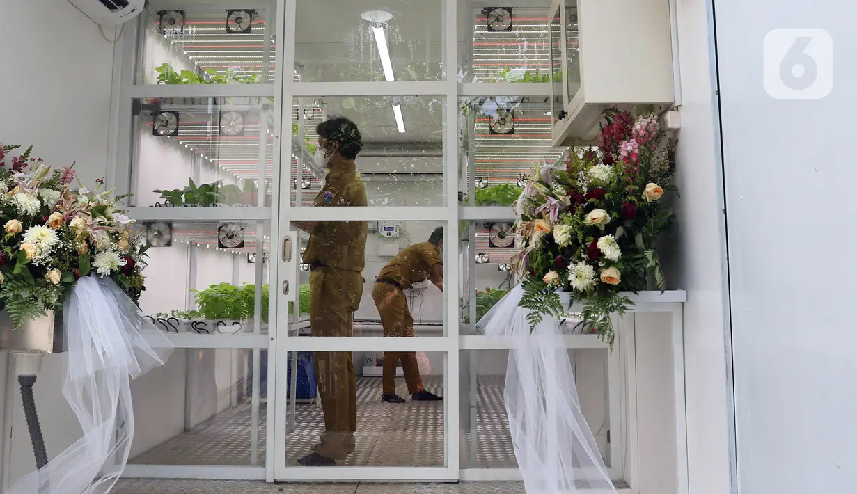 Petugas Suku Dinas KPKP Jakarta Selatan merawat tanaman yang ditanam menggunakan teknik hidroponik dalam container farming dan agro electrifying di Agro Edukasi Wisata Ragunan, Jakarta, Selasa (12/10/2021). Budidaya dilakukan dengan memanfaatkan teknologi sinar UV. (Liputan6.com/Herman Zakharia)