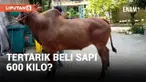 Sapi Kurban Lokal Madura 600 Kilo Dijual, Tertarik?