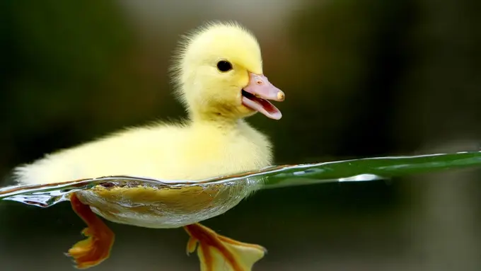 Menggemaskan! Bayi Dikerumuni Ratusan Anak Bebek 