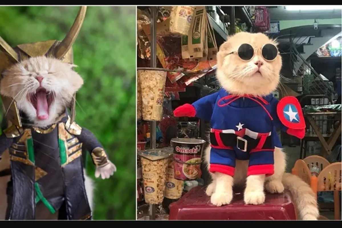 Kucing Imut Ini Perankan Catvengers, Kucing Super yang Melawan Cathanos