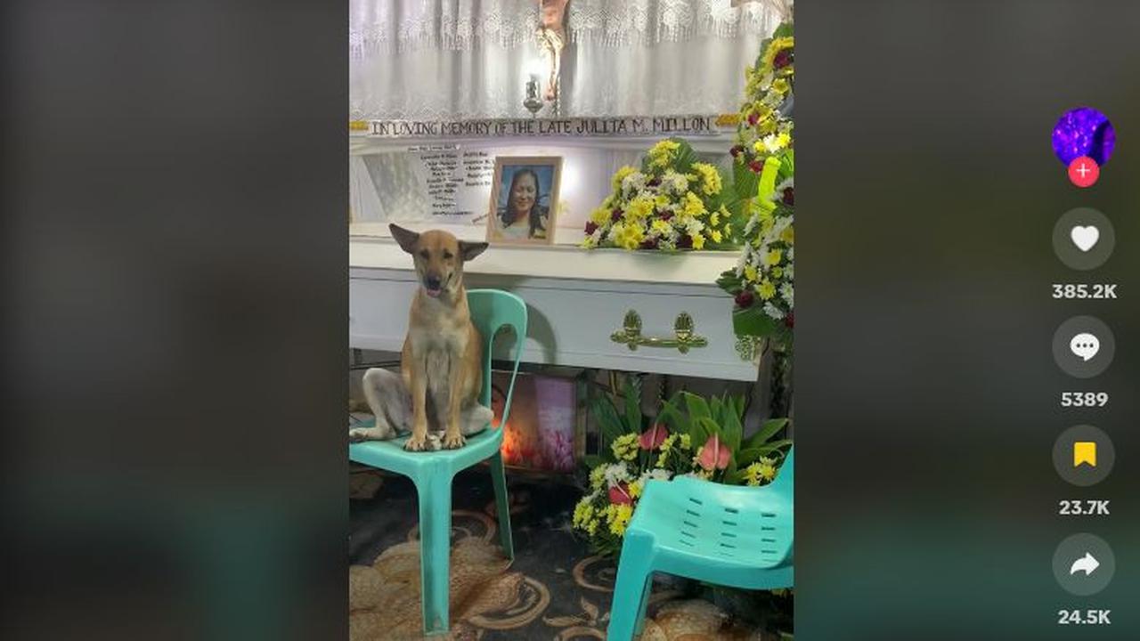Terlihat dalam video, seeokor anjing duduk di sebuah kursi plastik dengan tenang. <br>