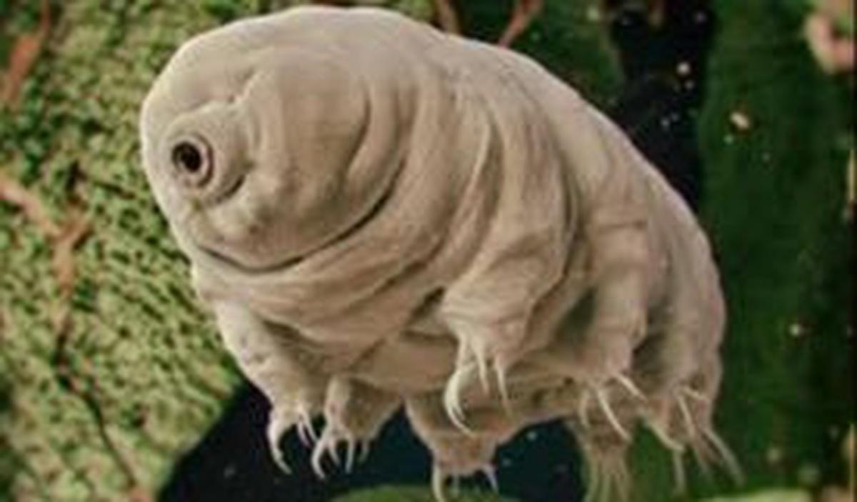 6. Tardigrades