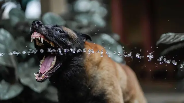 7 Potret Sparta, Anjing Bima Aryo yang Gigit ART